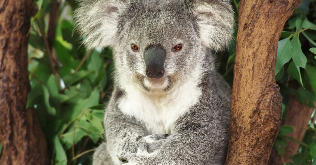 Koala fotobehang