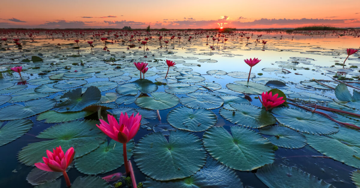 Lotusbloem fotobehang