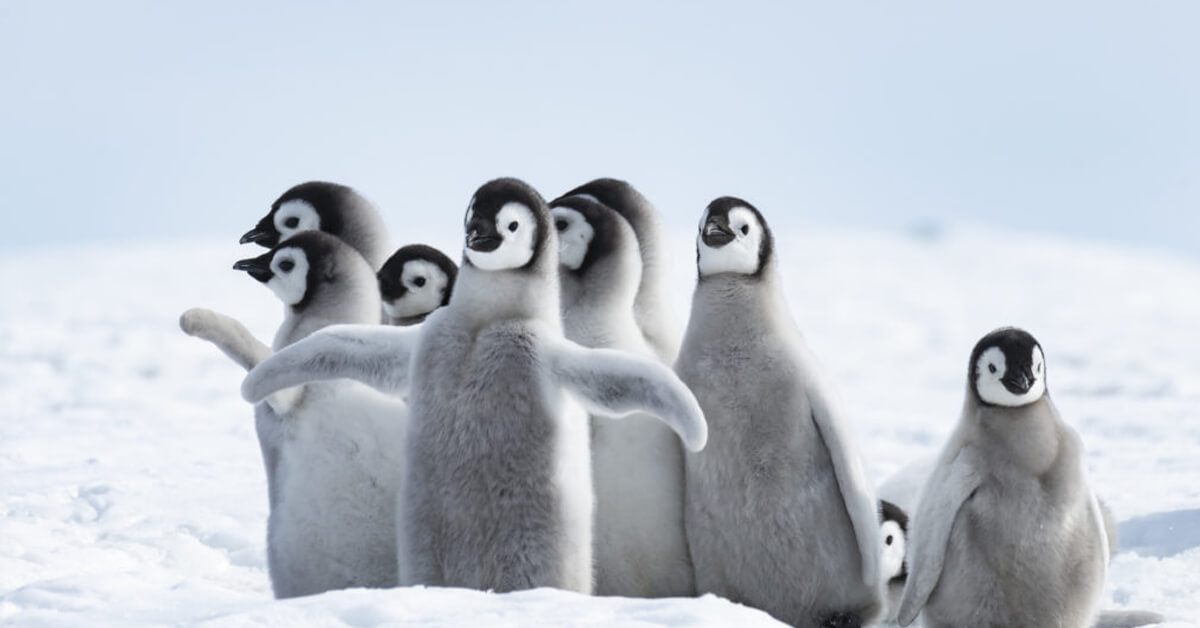Pinguïn fotobehang
