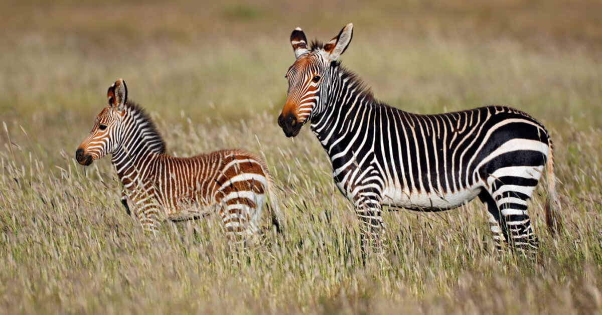 Zebra fotobehang