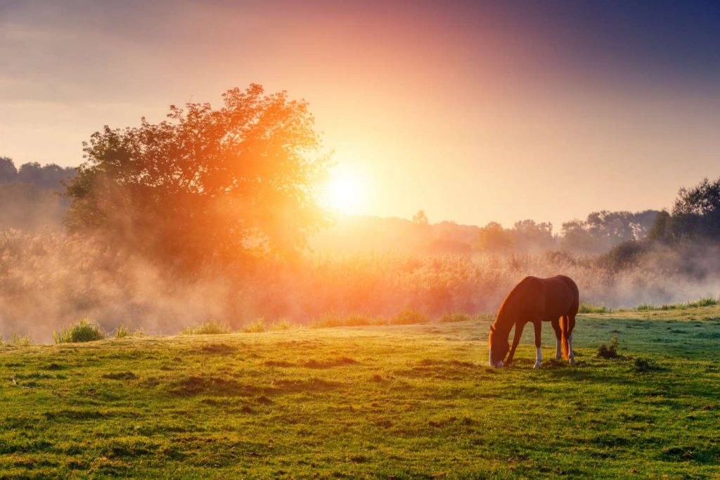 Arabisch paard bij zonsondergang