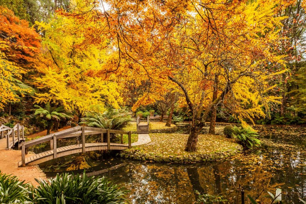 Australisch parkje in de herfst