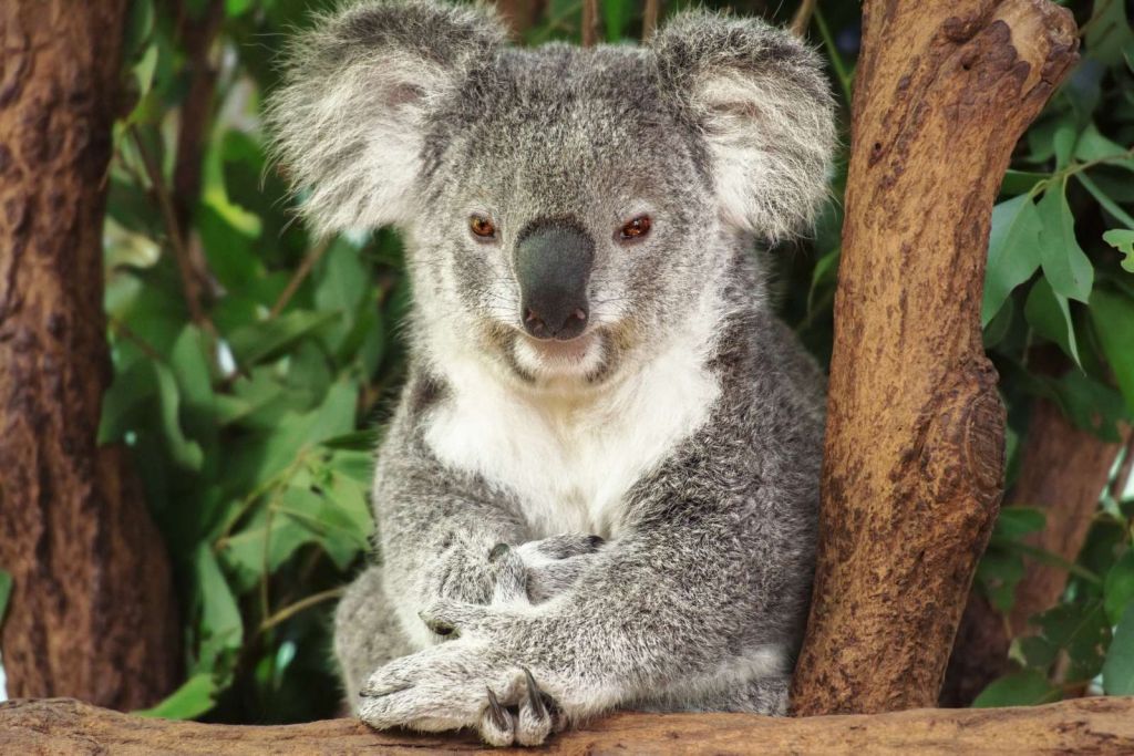 Australische koala in een boom