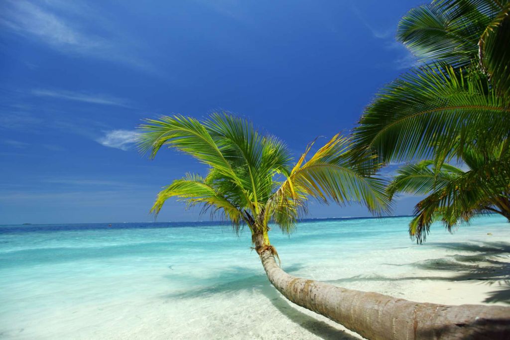 Bijzondere palmboom op het strand