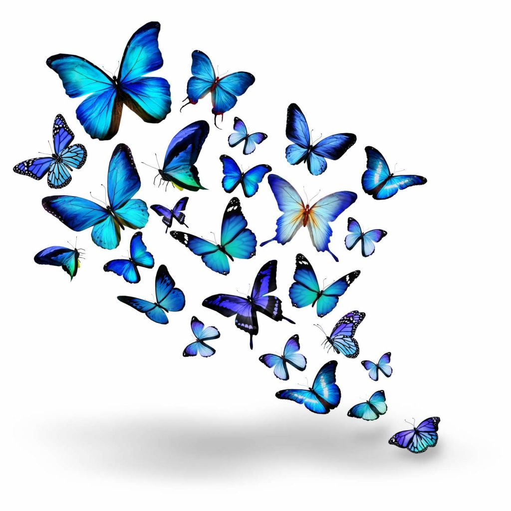 Blauw-paarse vlinders met een witte achtergrond