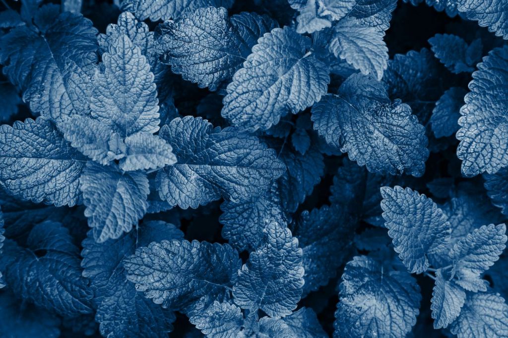Blauwe exotische bladeren