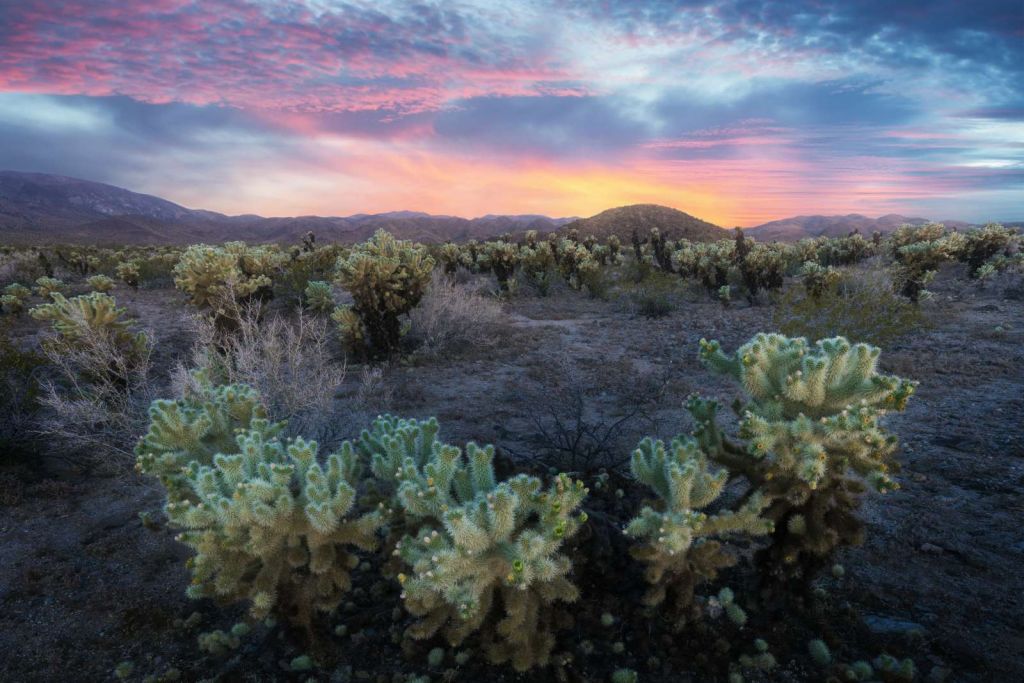Cactusveld bij zonsondergang