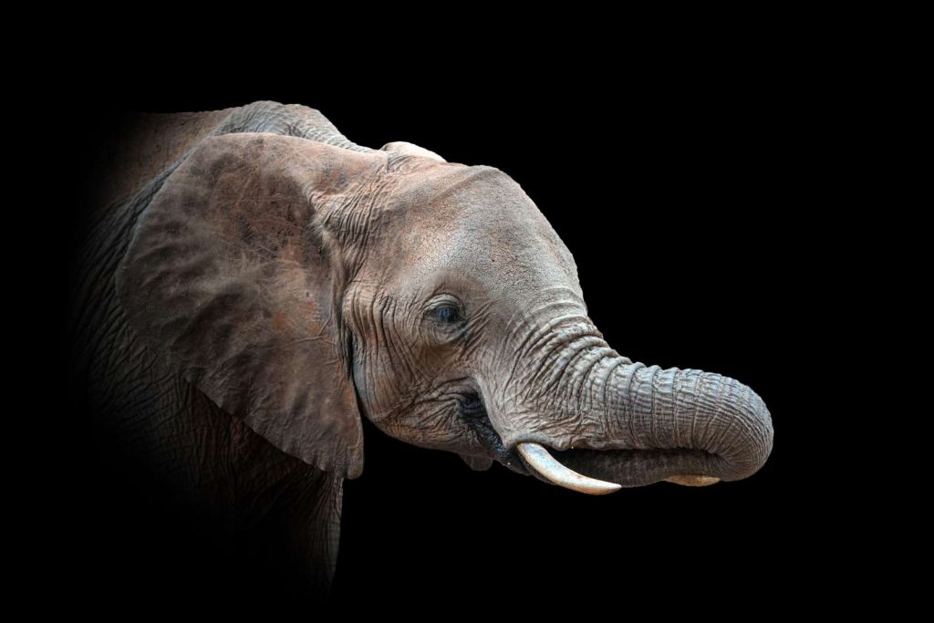 Close-up van olifant met een zwarte achtergrond