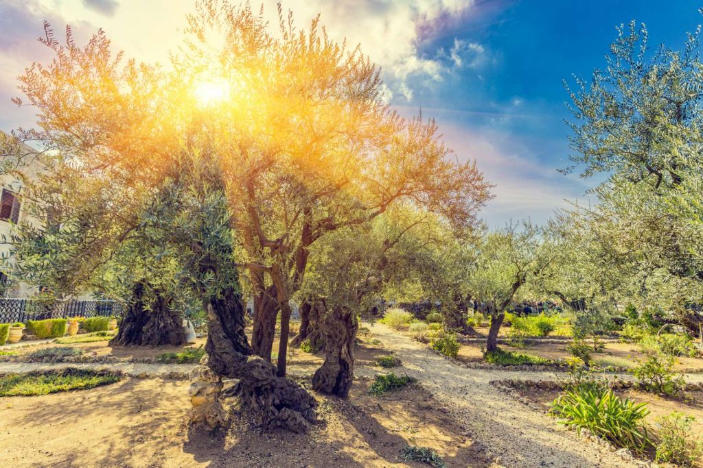 De Gethsemane olijven boomgaard bij zonsopkomst