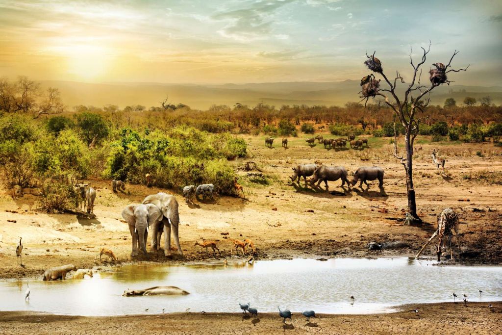 Dieren in de Afrikaanse savanne