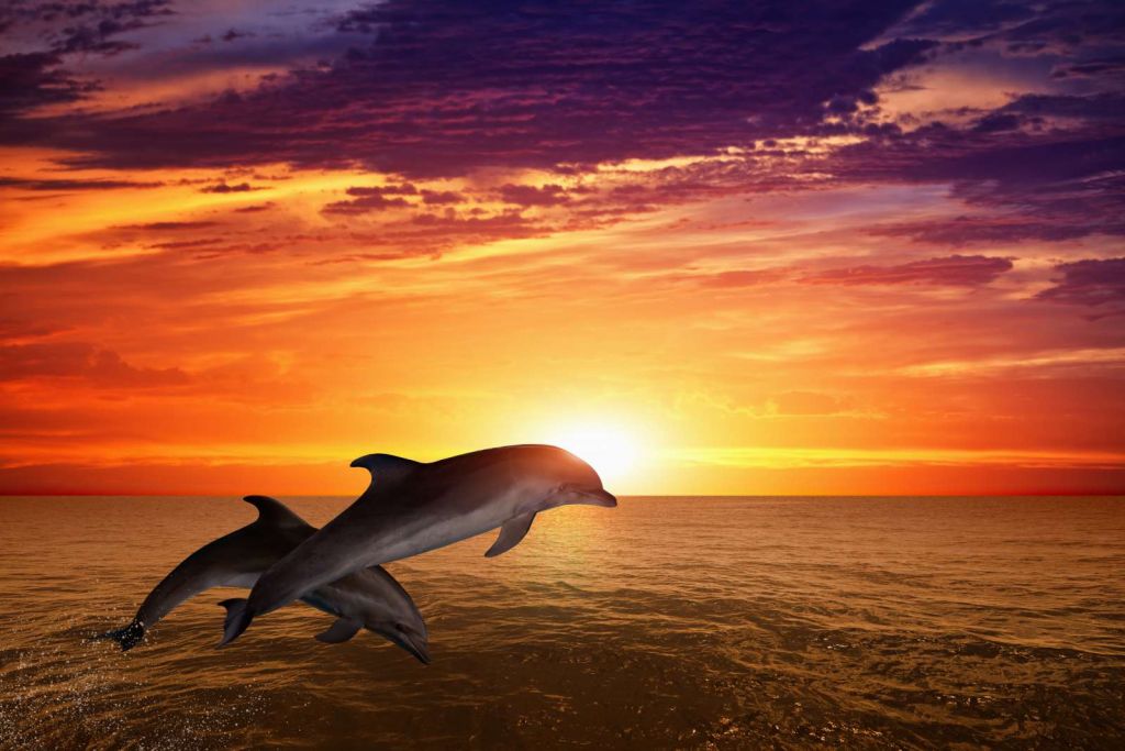 Dolfijnen bij zonsondergang