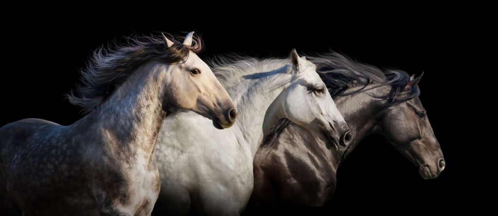 Drie paarden met een zwarte achtergrond