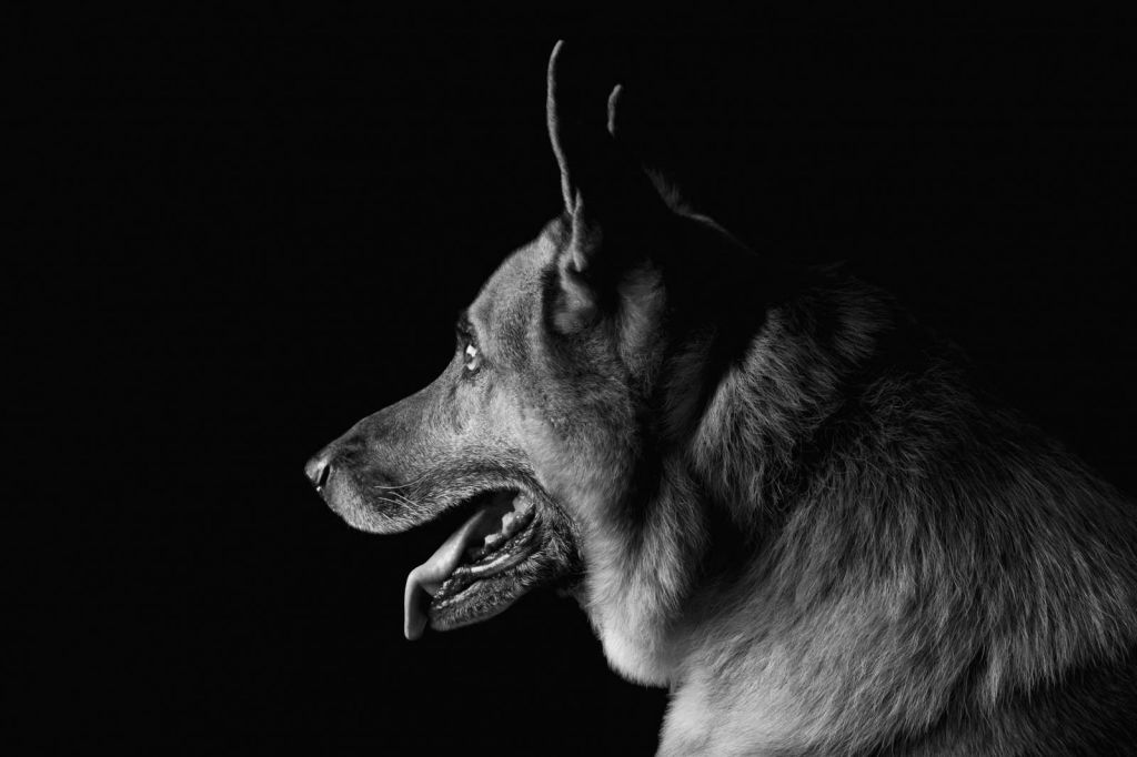 Duitse herdershond met een zwarte achtergrond