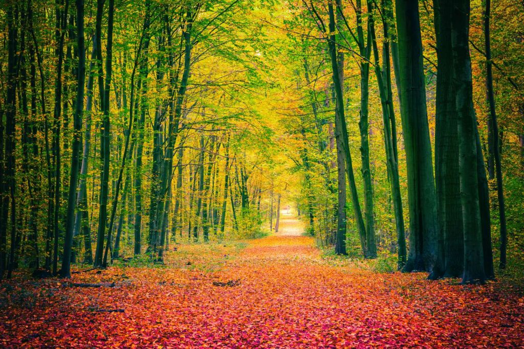 Een bosweg in de herfst