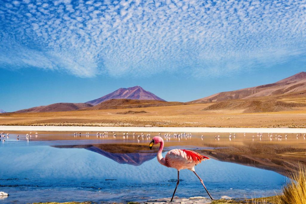 Flamingo's bij een meer