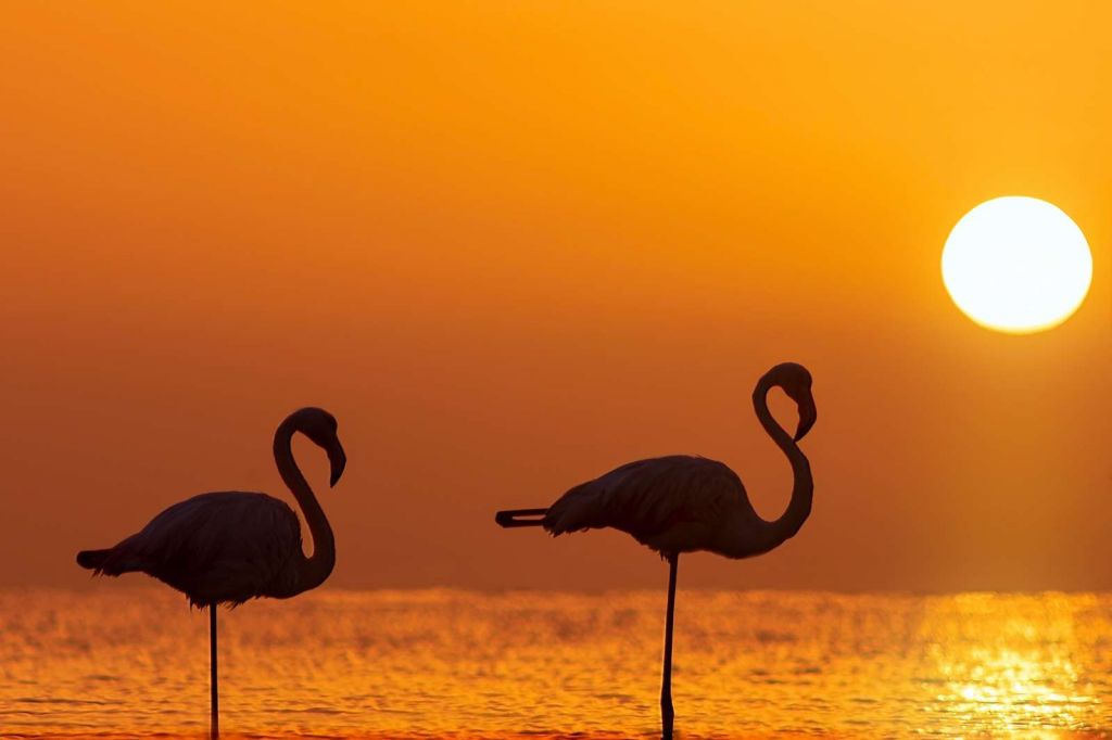 Flamingo's bij zonsondergang