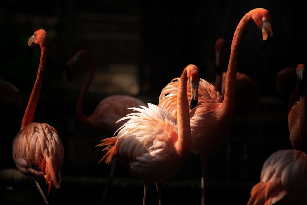 Flamingo's met een donkere achtergrond