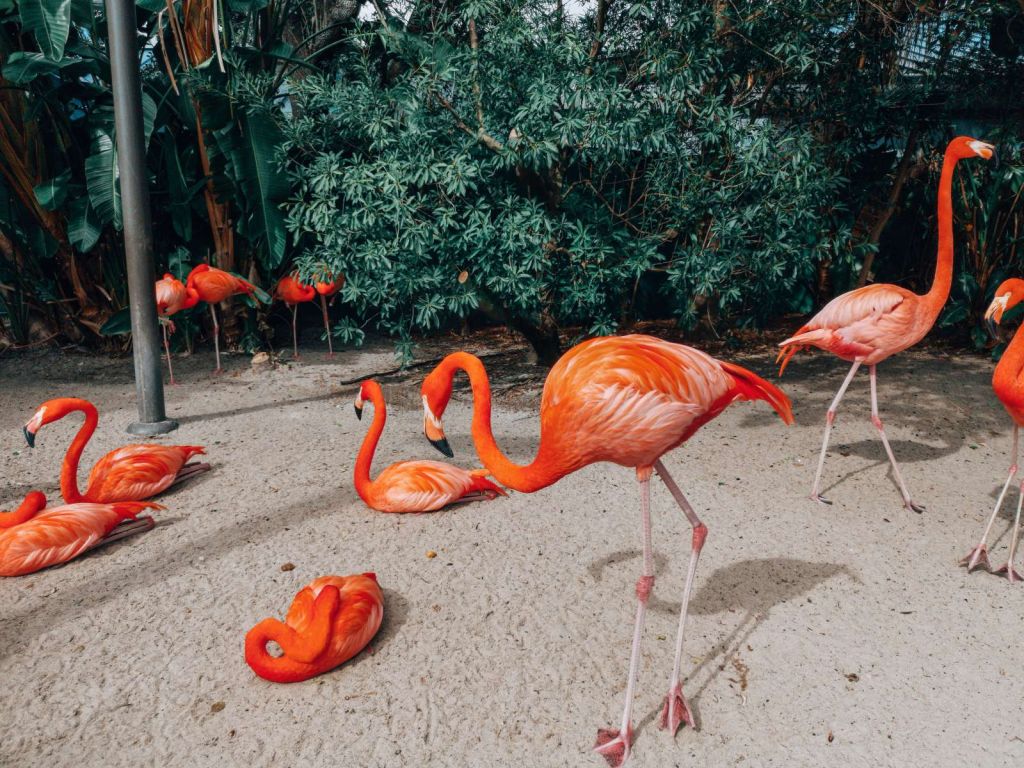 Flamingo's op een Caribisch eiland