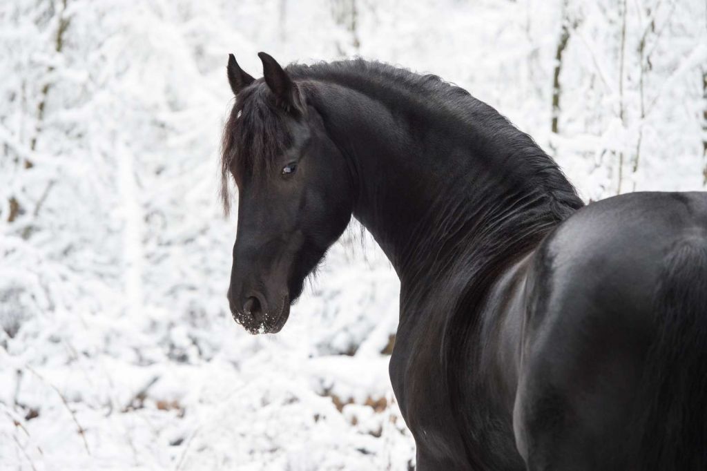 Fries Paard in de sneeuw