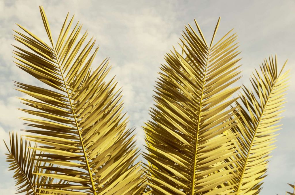 Gele palmboom bladeren