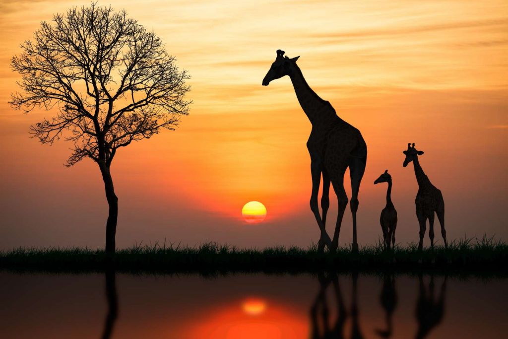Giraffe achtergrond met zonsondergang