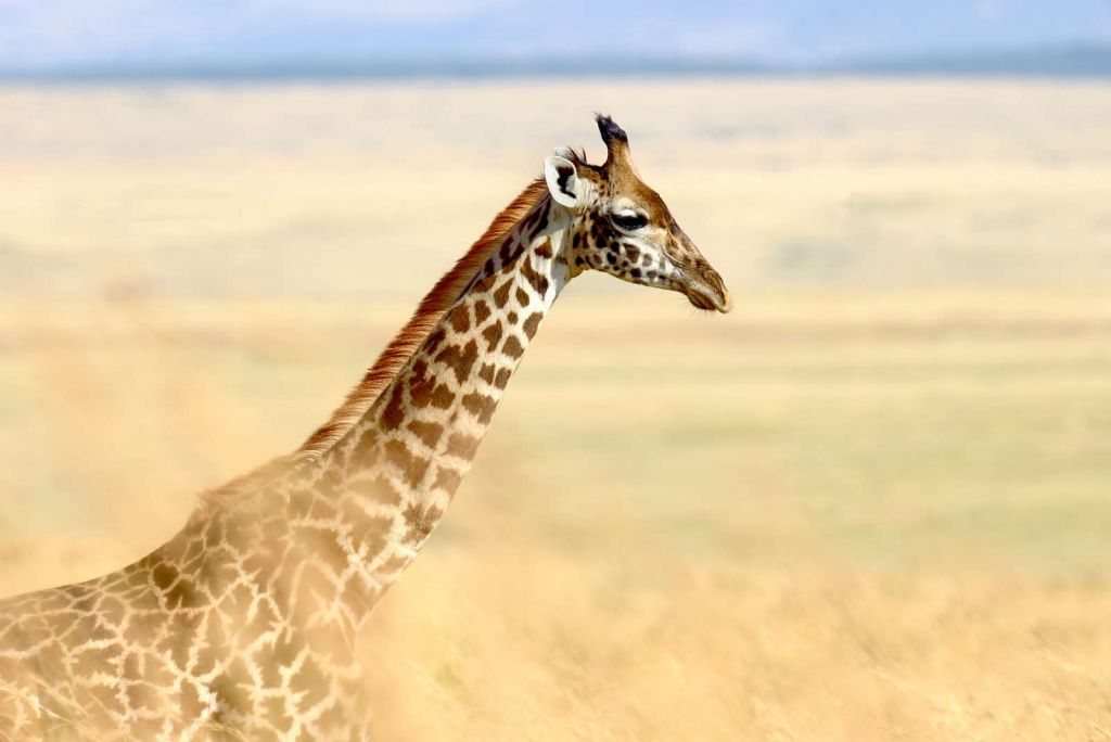 Giraffe in Nationaal Park van Kenia