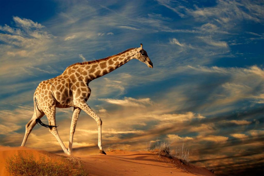 Giraffe in Zuid-Afrika lopend op zand