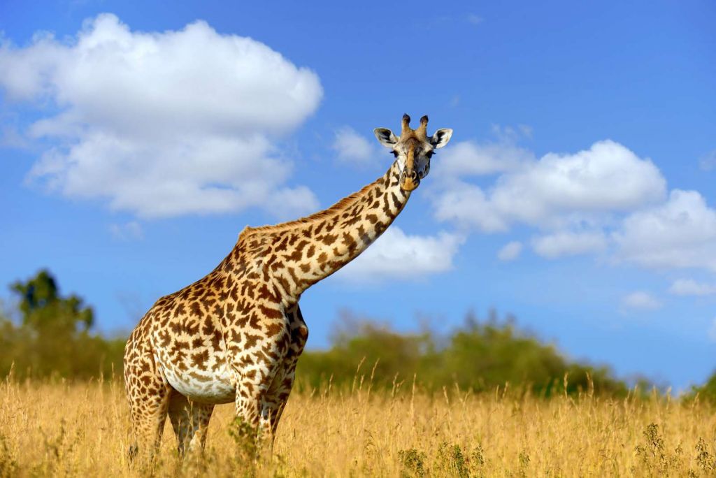 Giraffe met grappige houding