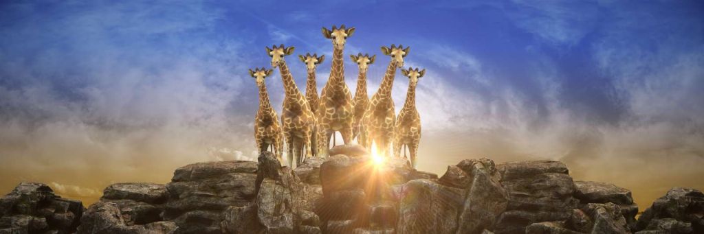 Giraffen bij zonsondergang