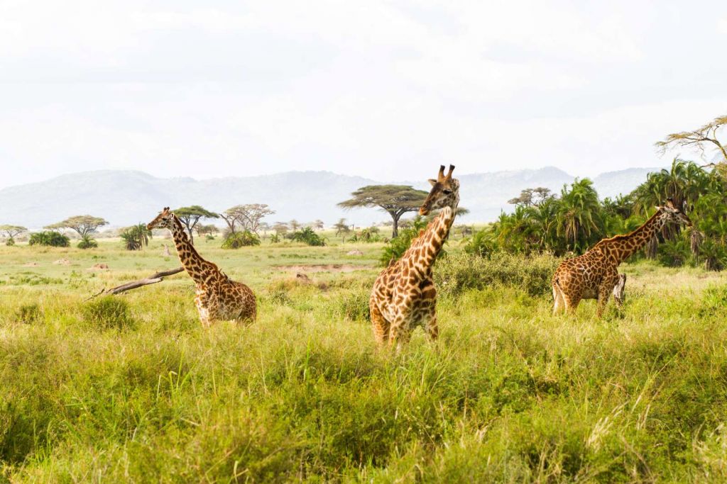 Giraffen in Tanzania
