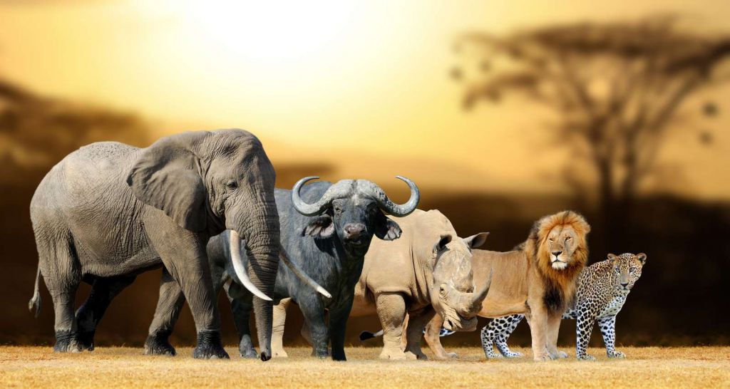 Grote Afrikaanse dieren