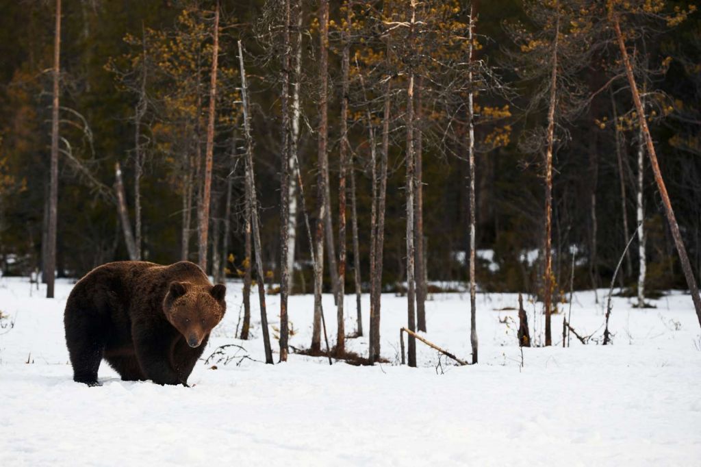 Grote bruine beer in de sneeuw