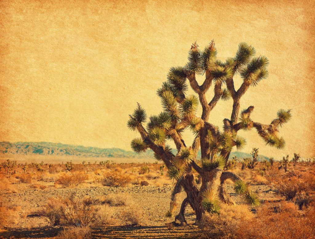 Grote cactus in een woestijnlandschap