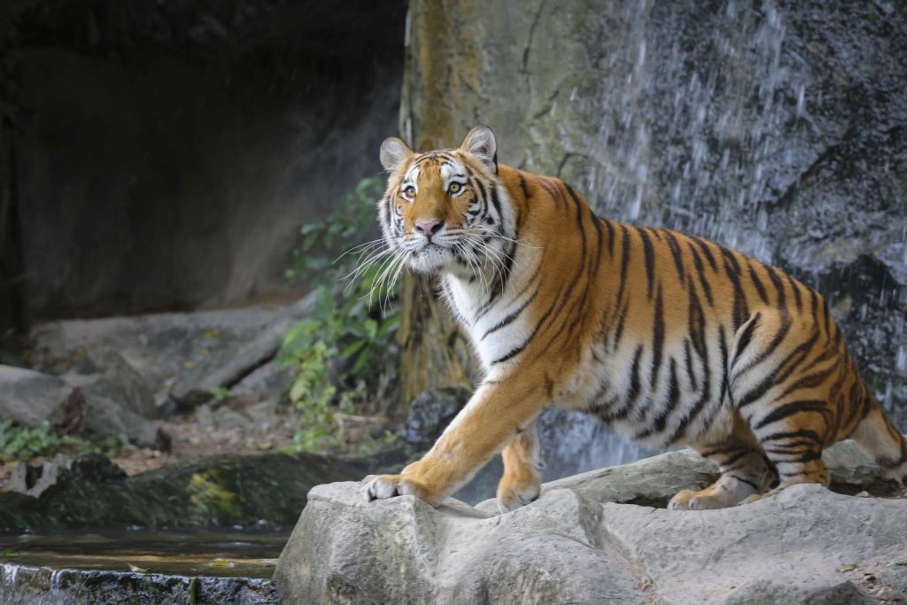 Een grote Sumatraanse tijger