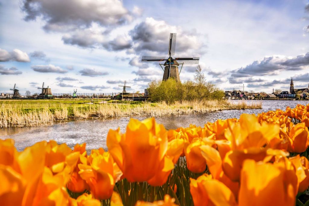 Hollandse molen met oranje tulpen op de voorgrond