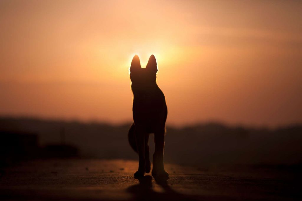 Hond bij zonsondergang