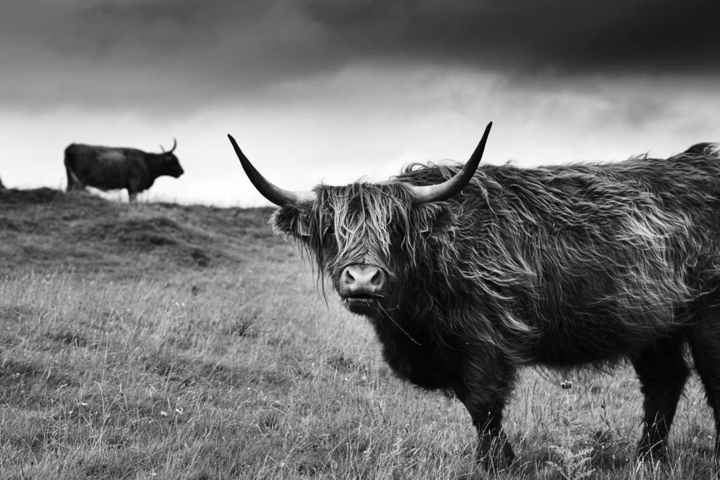 Schotse Hooglanders in zwart-wit