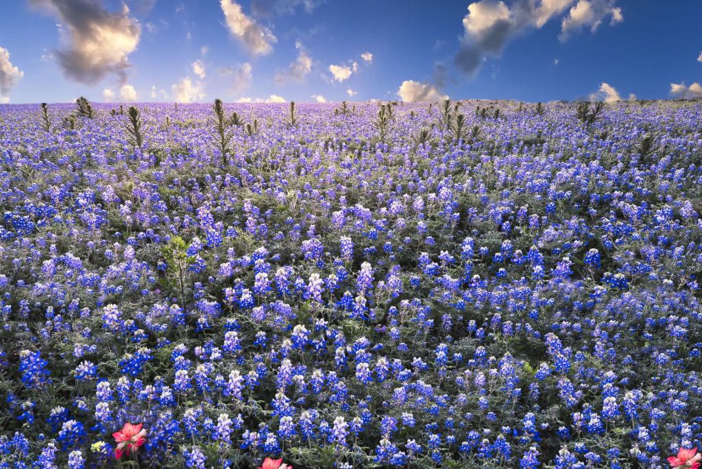 Hortensia veld in Texas