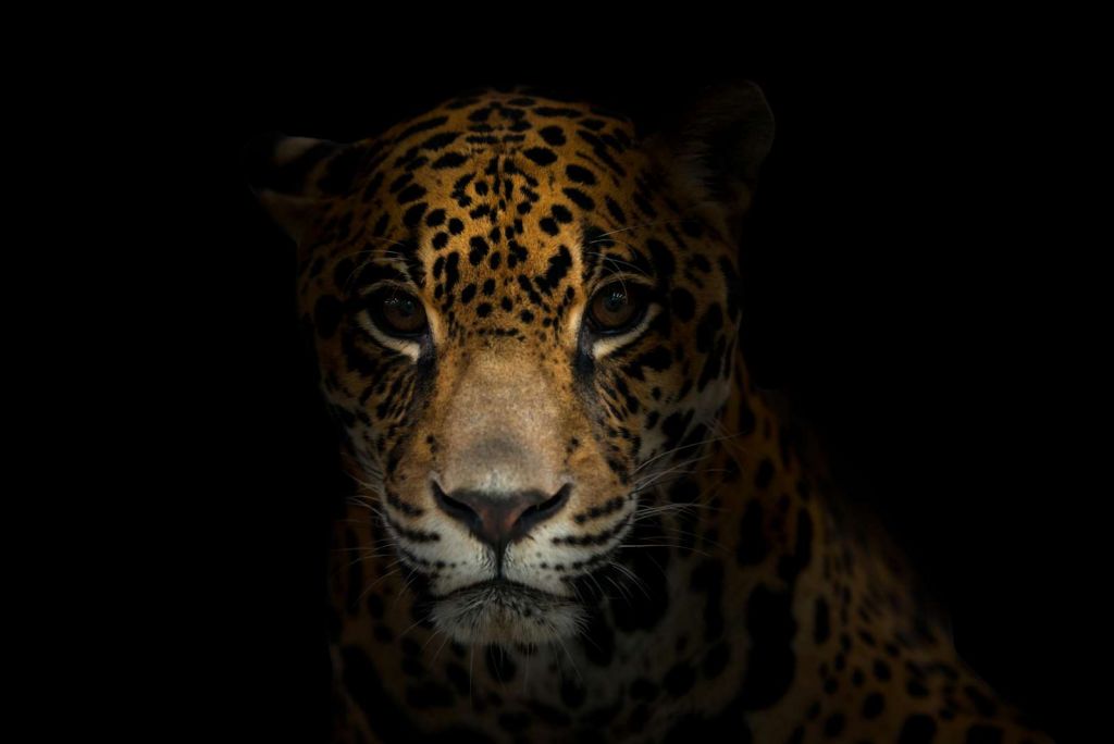 Jaguar met een donkere achtergrond