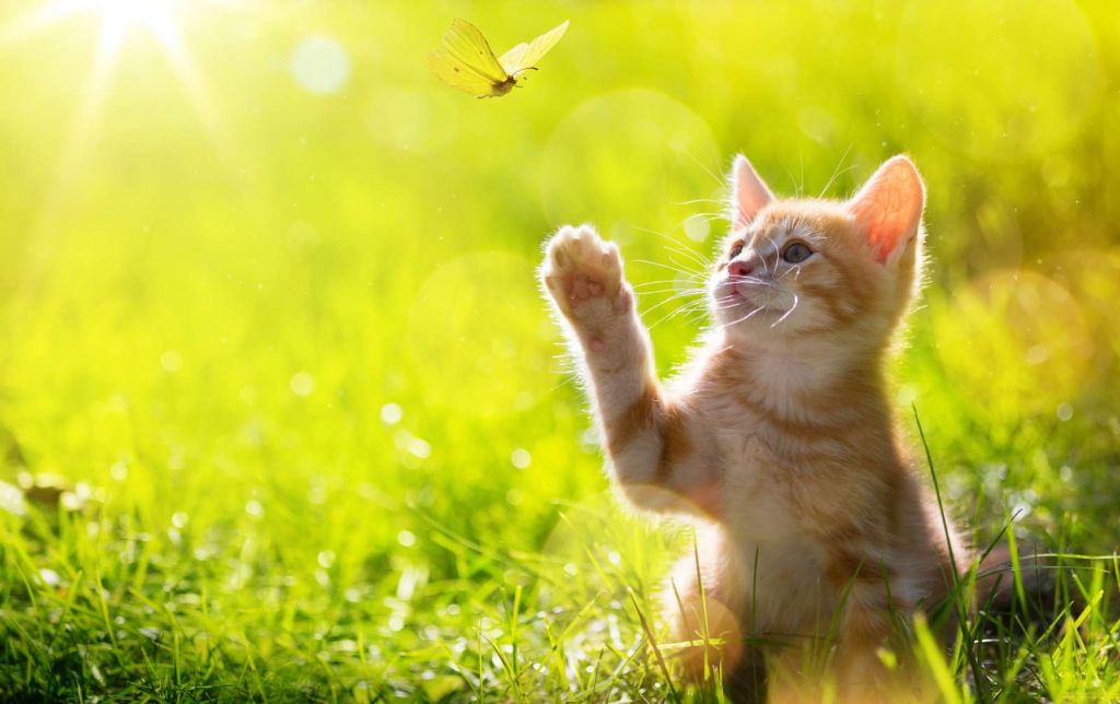 Jonge kat probeert een vlinder te vangen