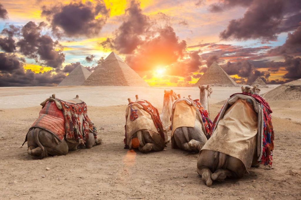 Kamelen met de piramiden op de achtergrond