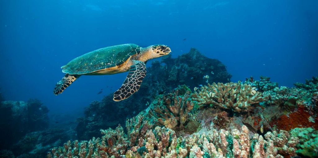 Karetschildpad bij een koraalrif