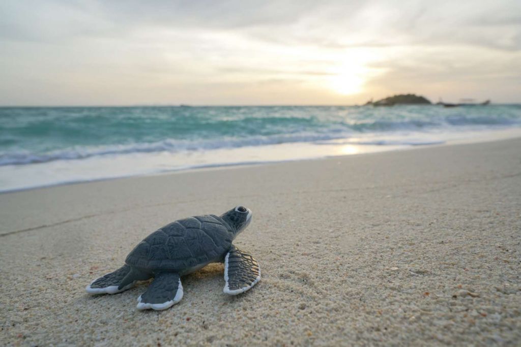 Kleine schildpad op het strand