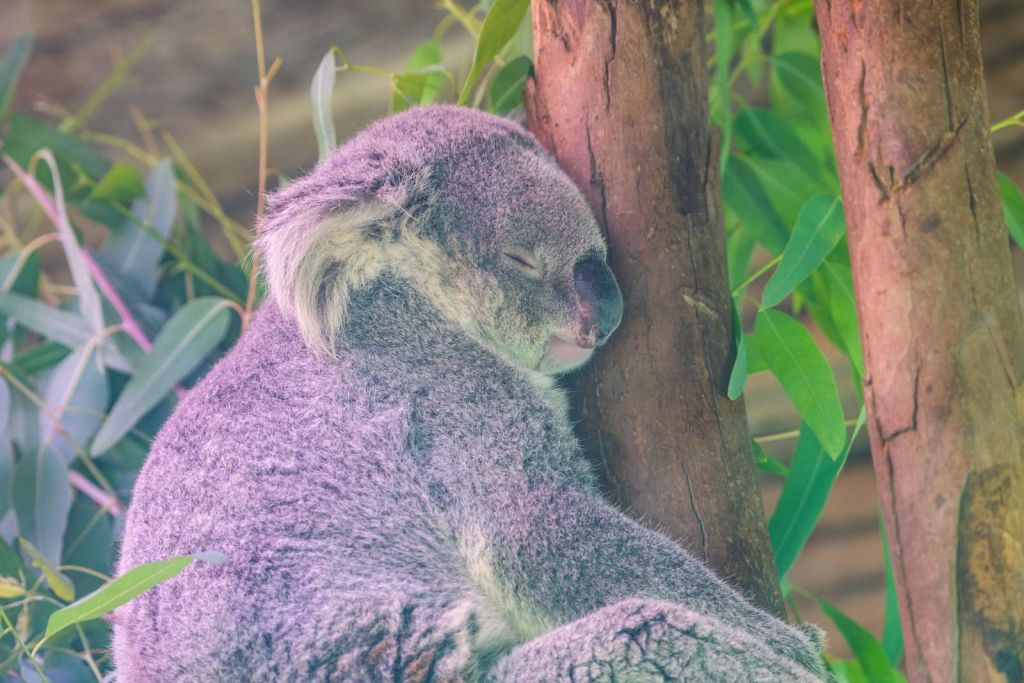 Koala aan het slapen