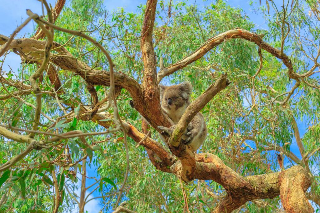 Koala in een Eucalyptus boom