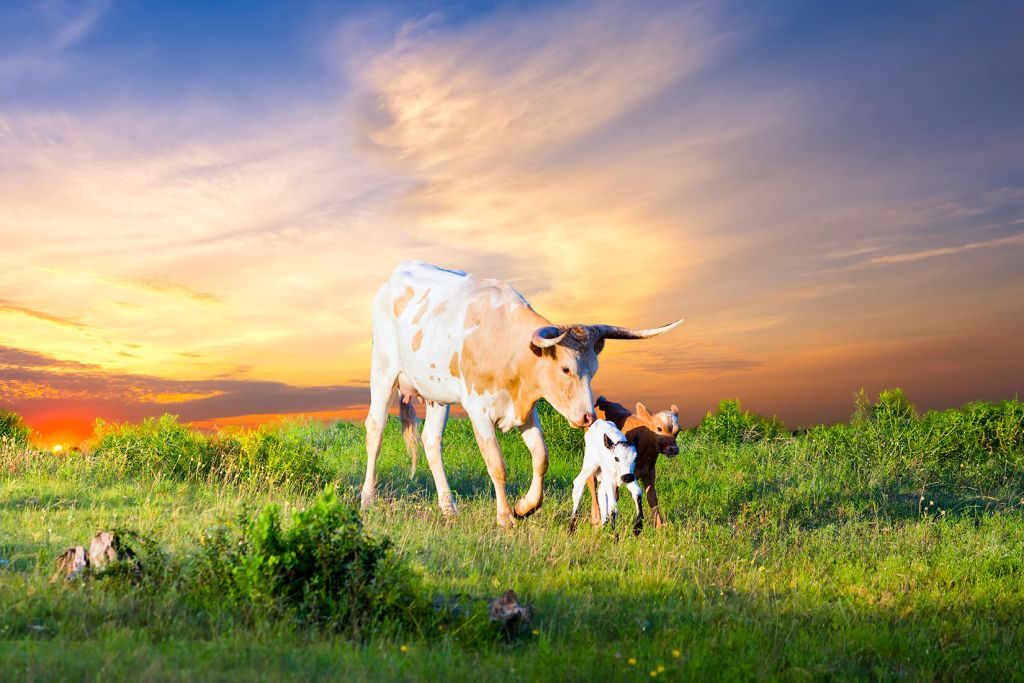 Koe en Kalf zonsondergang