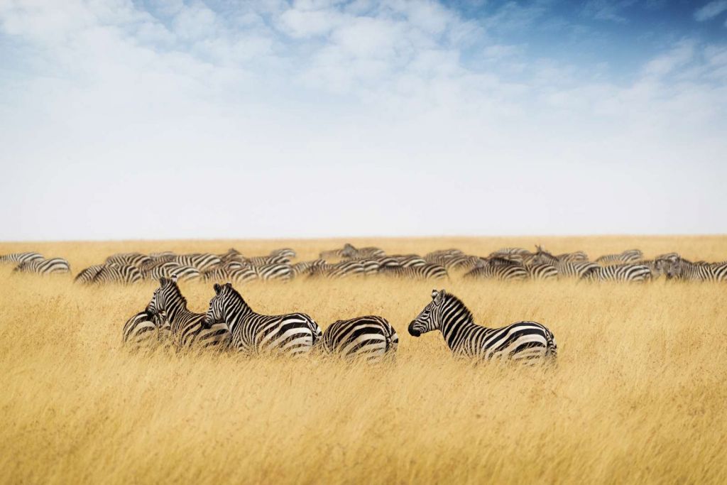 Kudde zebra's in Kenia