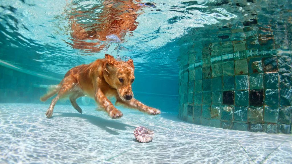 Labrador speelt onderwater