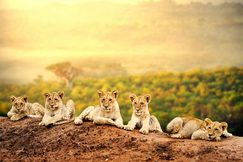 Leeuwenwelpen wachten op hun moeder