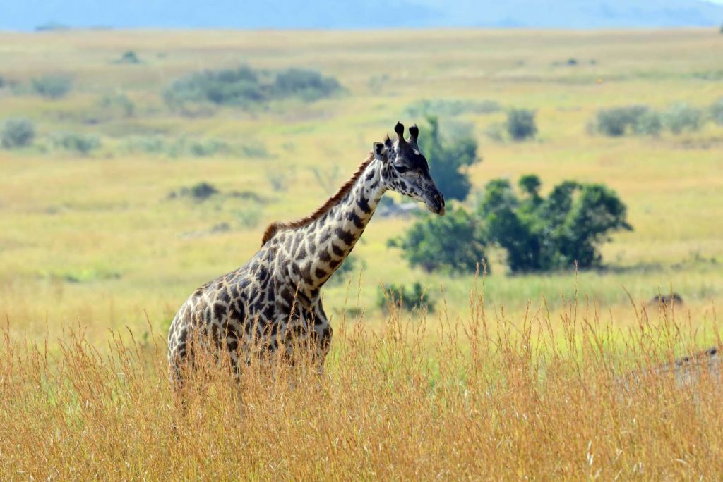 Lichte Giraffe in de natuur